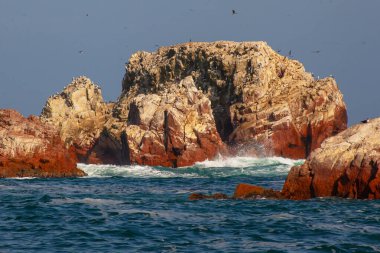Ballestas Adaları ulusal rezervi, Paracas, Peru 'da bir sürü kuş var.
