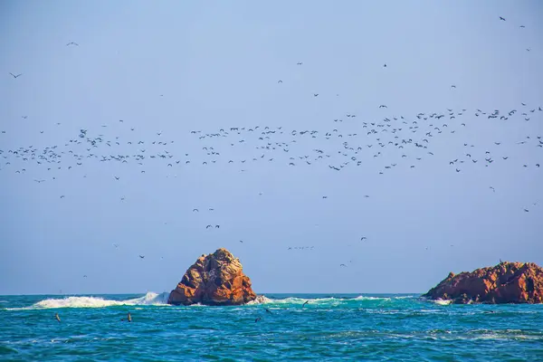 stock image Lots of birds on Ballestas Islands national reserve, Paracas, Peru