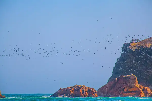 stock image Lots of birds on Ballestas Islands national reserve, Paracas, Peru