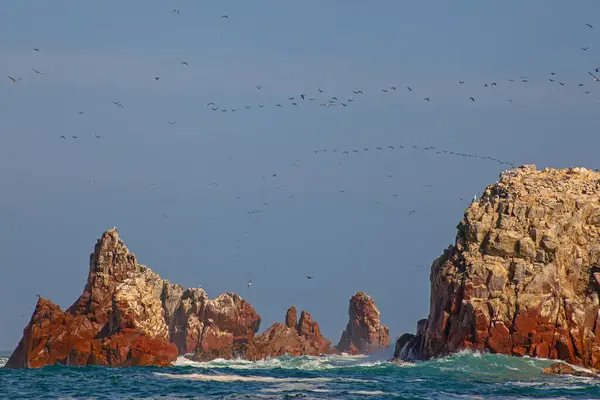 stock image Lots of birds on Ballestas Islands national reserve, Paracas, Peru