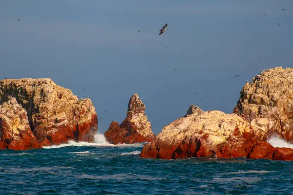Ballestas Adaları ulusal rezervi, Paracas, Peru 'da bir sürü kuş var.