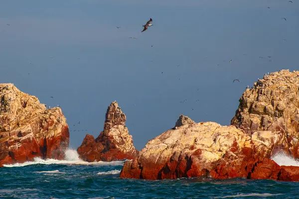 Ballestas Adaları ulusal rezervi, Paracas, Peru 'da bir sürü kuş var.