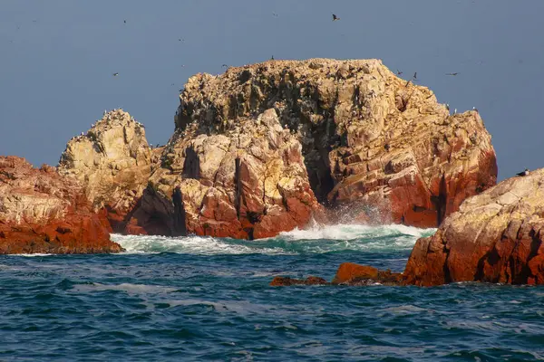 Ballestas Adaları ulusal rezervi, Paracas, Peru 'da bir sürü kuş var.