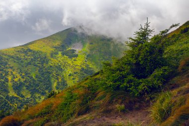 Ukrayna 'daki Hoverla Dağı' nın etrafındaki Karpatlar 'ın inanılmaz manzarası.