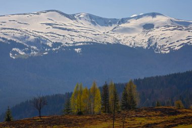 Karpat dağlarında ilkbahar başlarında, Svydovets dağ sırtı.