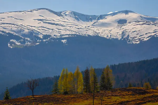 stock image Early spring in Carpathian mountains, Svydovets mountain ridge.