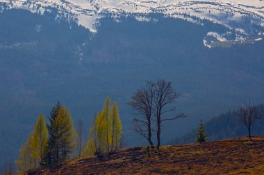 Karpat dağlarında ilkbahar başlarında, Svydovets dağ sırtı.