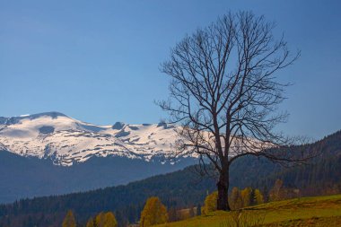 Karpat dağlarında ilkbahar başlarında, Svydovets dağ sırtı.