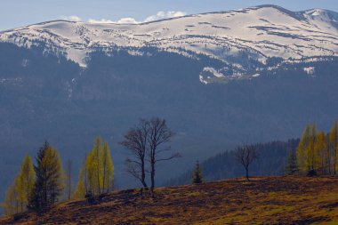 Karpat dağlarında ilkbahar başlarında, Svydovets dağ sırtı.