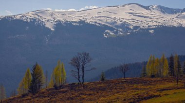 Early spring in Carpathian mountains, Svydovets mountain ridge. clipart