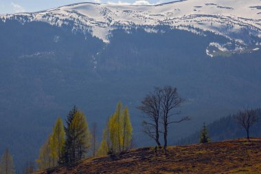 Karpat dağlarında ilkbahar başlarında, Svydovets dağ sırtı.
