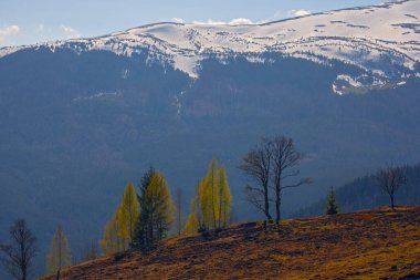 Karpat dağlarında ilkbahar başlarında, Svydovets dağ sırtı.