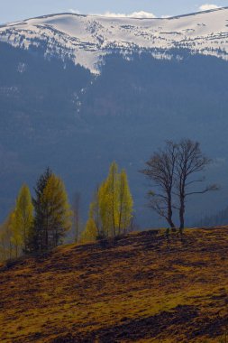 Karpat dağlarında ilkbahar başlarında, Svydovets dağ sırtı.