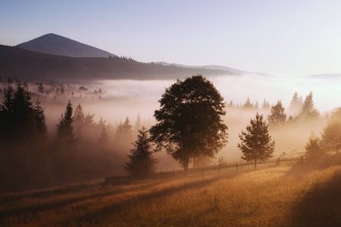 Ukrayna 'daki Karpat dağlarında gün doğumu sisli bir sabah