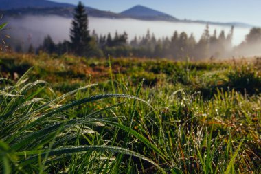 Fresh summer grass in morning dew in Carpathian mountains, Ukraine clipart