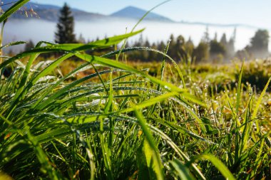 Karpat dağlarında sabah çiğ tanelerinde taze yaz çimenleri, Ukrayna