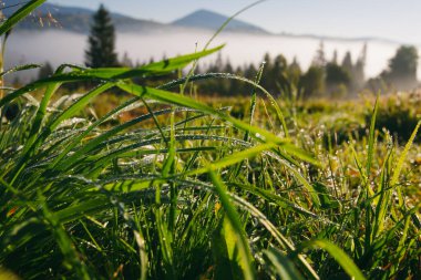 Karpat dağlarında sabah çiğ tanelerinde taze yaz çimenleri, Ukrayna