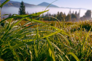 Karpat dağlarında sabah çiğ tanelerinde taze yaz çimenleri, Ukrayna