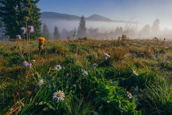 stock image Early misty morning, fresh gress and flowers  in Carpathian mountains, Ukraine