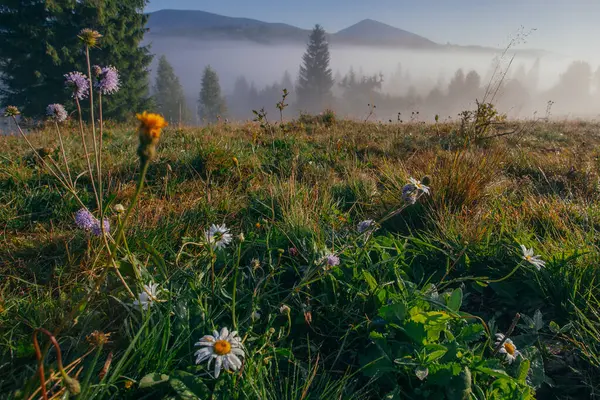 stock image Early misty morning, fresh gress and flowers  in Carpathian mountains, Ukraine