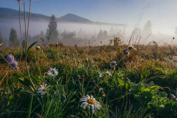 stock image Early misty morning, fresh gress and flowers  in Carpathian mountains, Ukraine