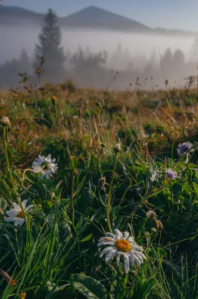 stock image Early misty morning, fresh gress and flowers  in Carpathian mountains, Ukraine