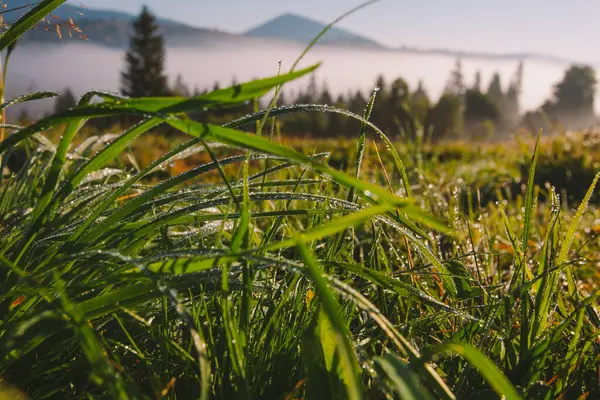 stock image Fresh summer grass in morning dew in Carpathian mountains, Ukraine