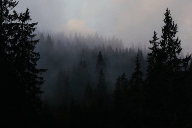 Karpat dağlarında puslu bir sabah, Ukrinae