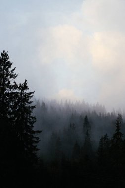 Karpat dağlarında puslu bir sabah, Ukrinae