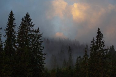 Ukrayna 'daki Karpat dağlarında gün doğumu sisli bir sabah