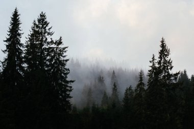 Karpat dağlarında puslu bir sabah, Ukrinae