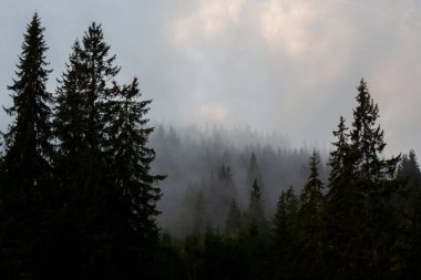 Karpat dağlarında puslu bir sabah, Ukrinae