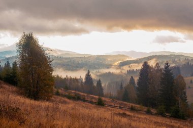 Ukrayna 'daki Karpat dağlarında gün doğumu sisli bir sabah