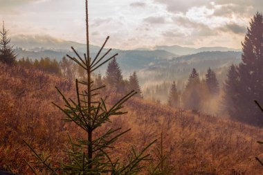 Sunrise misty morning taken in Carpathian mountains, Ukraine clipart