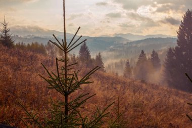 Ukrayna 'daki Karpat dağlarında gün doğumu sisli bir sabah