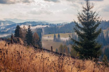 Ukrayna 'daki Karpat dağlarında gün doğumu sisli bir sabah