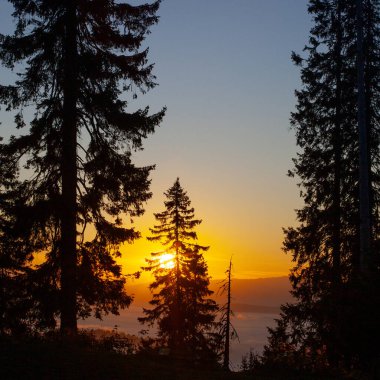 Drahobrat, Carpathian dağları, Ukrayna 'da gün doğumunda sabah sisi ve ağaç siluetleri