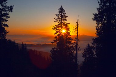 Drahobrat, Carpathian dağları, Ukrayna 'da gün doğumunda sabah sisi ve ağaç siluetleri