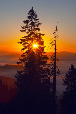 Drahobrat, Carpathian dağları, Ukrayna 'da gün doğumunda sabah sisi ve ağaç siluetleri