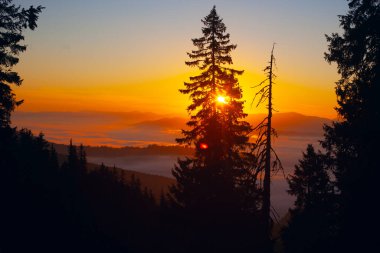 Drahobrat, Carpathian dağları, Ukrayna 'da gün doğumunda sabah sisi ve ağaç siluetleri