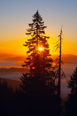Drahobrat, Carpathian dağları, Ukrayna 'da gün doğumunda sabah sisi ve ağaç siluetleri