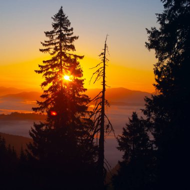 Drahobrat, Carpathian dağları, Ukrayna 'da gün doğumunda sabah sisi ve ağaç siluetleri