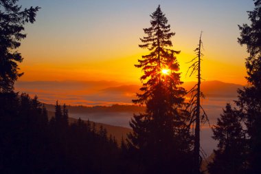 Drahobrat, Carpathian dağları, Ukrayna 'da gün doğumunda sabah sisi ve ağaç siluetleri
