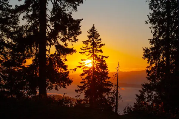 Drahobrat, Carpathian dağları, Ukrayna 'da gün doğumunda sabah sisi ve ağaç siluetleri