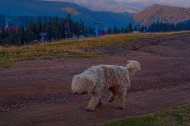 Günbatımında Ukrayna 'nın Karpat Dağları' ndaki Drahobrat köyü yakınlarında komik bir çoban köpeği köpeği.