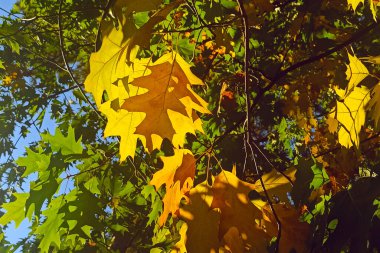 Yellow autumn yellow leaves on the tree in sunny day clipart