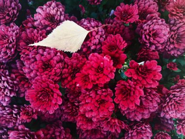 Sarı sonbahar yaprağı güzel kırmızı burgundy chrysanthemum çiçeklerinde