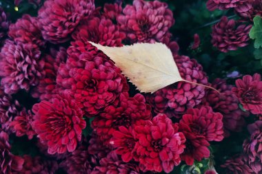 Sarı sonbahar yaprağı güzel kırmızı burgundy chrysanthemum çiçeklerinde