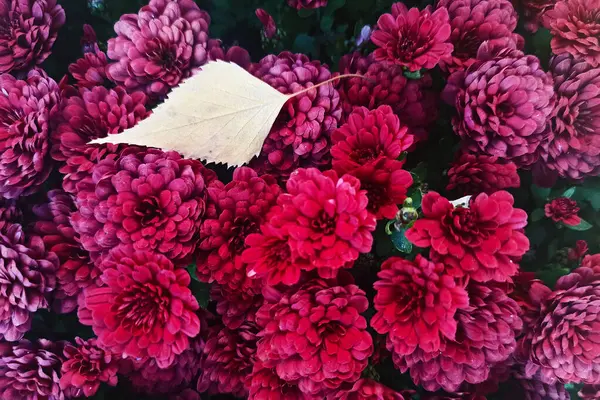 Sarı sonbahar yaprağı güzel kırmızı burgundy chrysanthemum çiçeklerinde