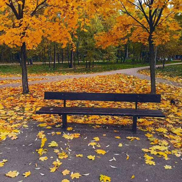 Altın sarısı sonbahar parkındaki bankta Peremoha, Kyiv